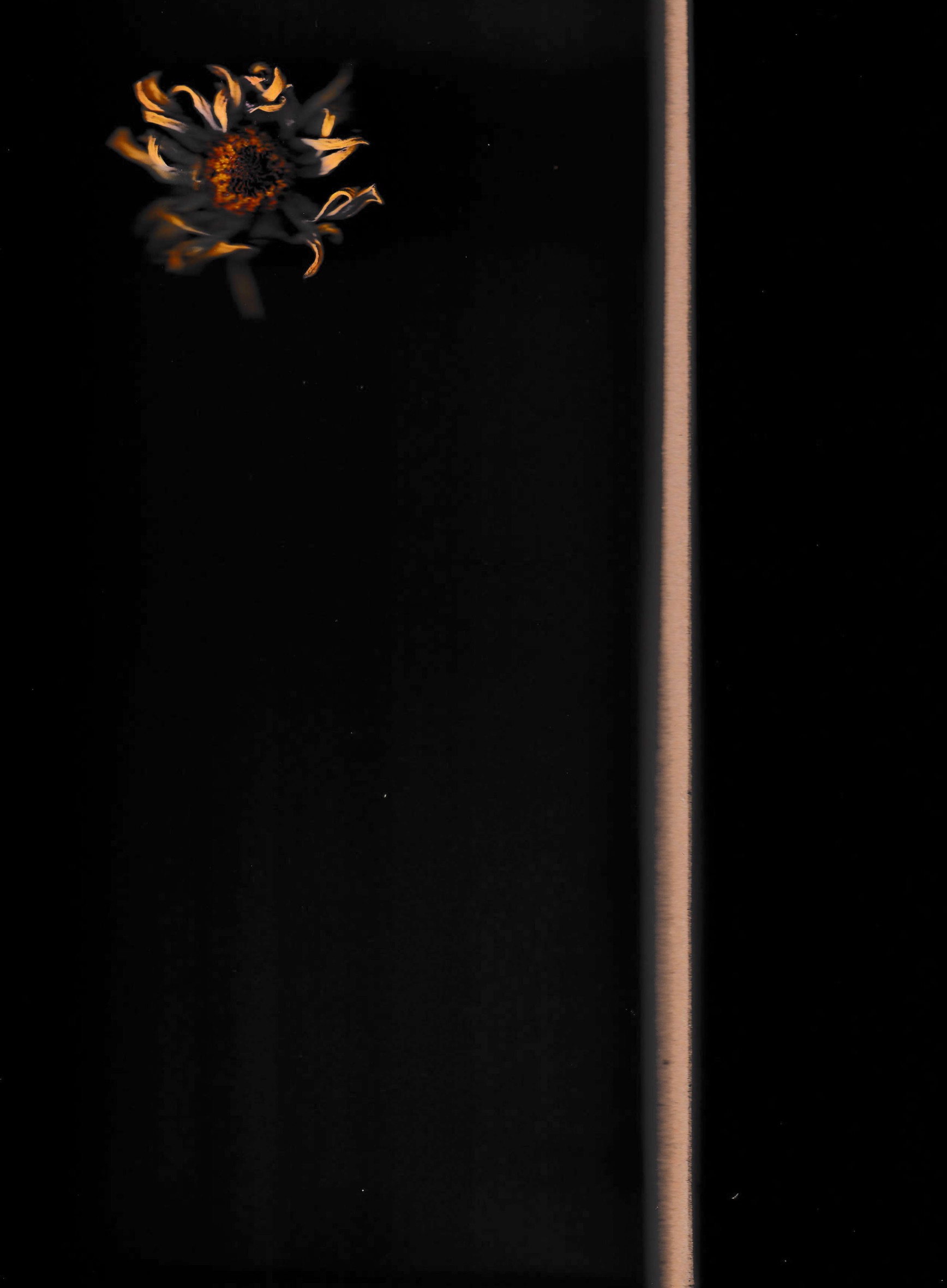 A dried flower on black, beside a thin pale stripe